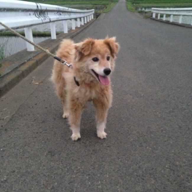 セガヒロのカバー写真