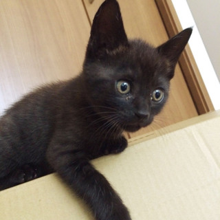 1ヵ月半☆きれいな黒猫の女の子