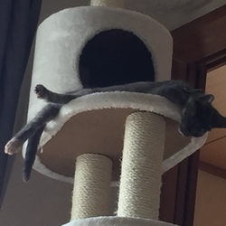 黒いから分かりにくいけど寝てます