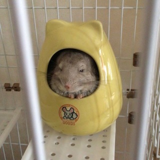 里親募集☆チンチラ