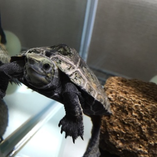 イシガメ3歳の里親募集します。