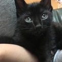黒色の子猫ちゃん