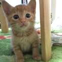 茶トラ♂ 2ヶ月 可愛がって育ててくれる方募集