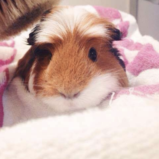 優しそうなモルモット飼う経験がある人見つかりました