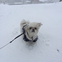 モカ