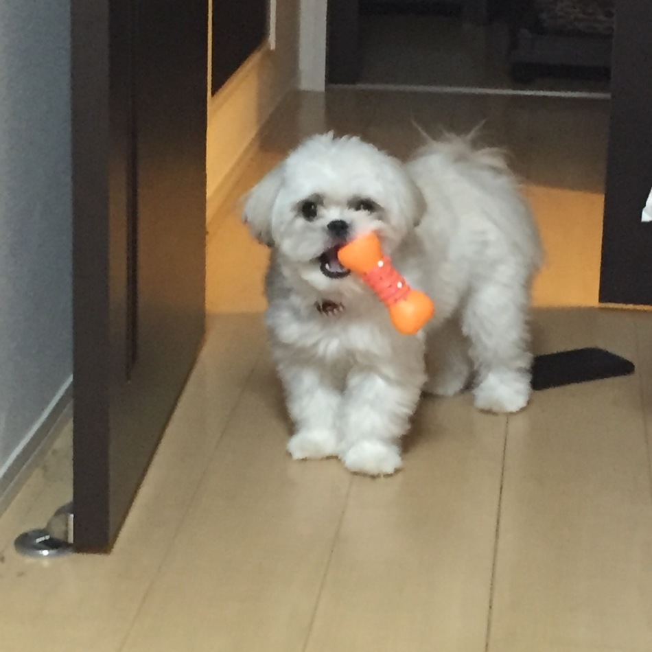 モカのカバー写真