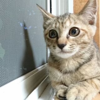 可愛い女の子です。家族募集中。