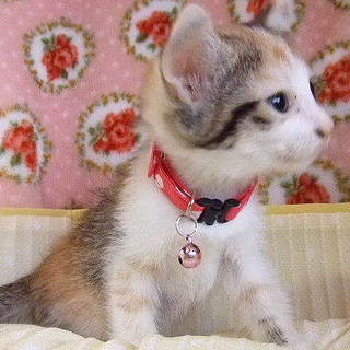 4月25日生まれの三毛・ビビちゃんです