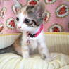 4月25日生まれの三毛・ビビちゃんです サムネイル4