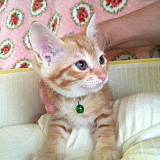 4月15日生まれの茶トラ・チャカくんです