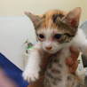 4月25日生まれの三毛・ビビちゃんです サムネイル6