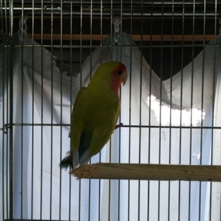 コザクラインコ