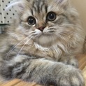 新しい家族募集