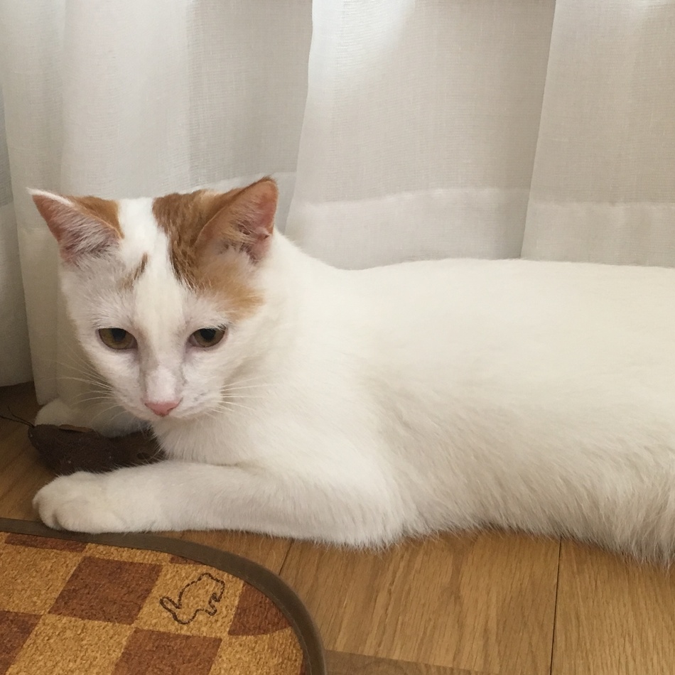 和歌子のカバー写真