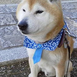 ニャンコが横切り、リードが外れ…。