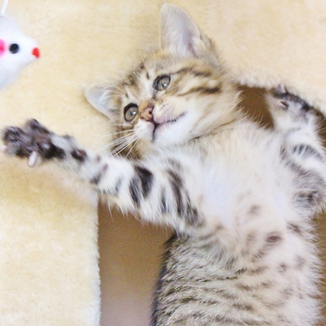 ぽこひろのカバー写真