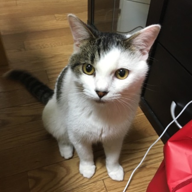 テッテのカバー写真