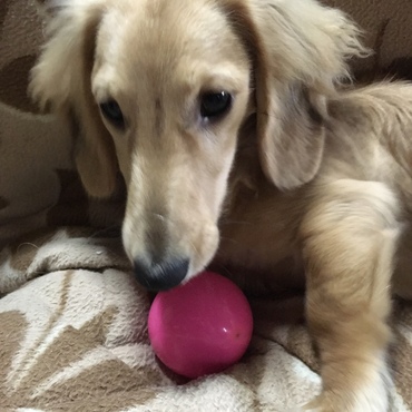 だいぶ産毛が無くなってきてクリームにちかくなりました！