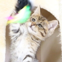 子猫の噛みつき・・・