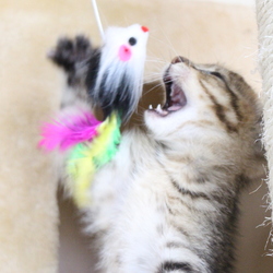 「子猫の噛みつき・・・」サムネイル2