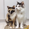 しおかわか