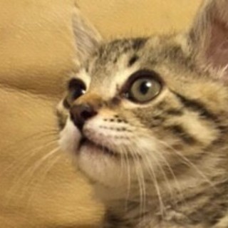 可愛いキジ柄こねこ「ポテト」