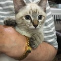 シャムミックスの男の子猫