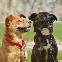 家庭犬に向けて