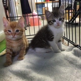 フワモコ子猫✨