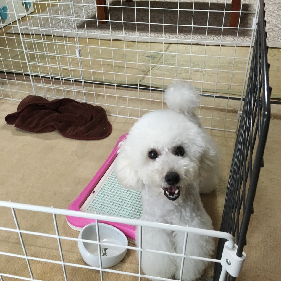 だいふくのカバー写真