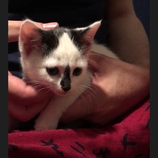 とっても人懐こいです★個性的な柄の子猫