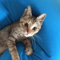 麦わらサビねこ こむぎちゃん（仮）