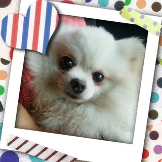 ポメラニアンのドルチェは３才の女の子