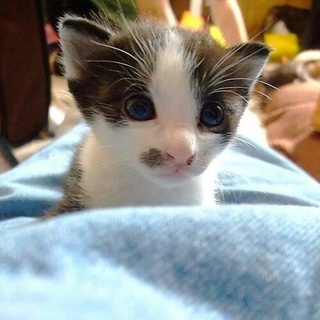 2ヶ月の子猫はちわれ黒白猫＿きょうだい猫