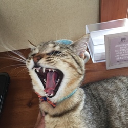 我が家の猫達