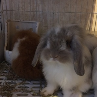 可愛いうさぎの里親募集