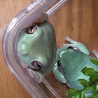 イエアメガエルの男の子