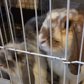 可愛いうさぎの里親募集