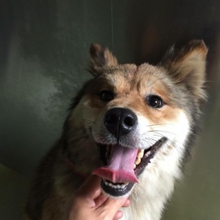 怖がりだけど、とても良い子です。