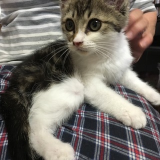 めちゃくちゃ人懐こいお目目パッチリのキジ白の男の子