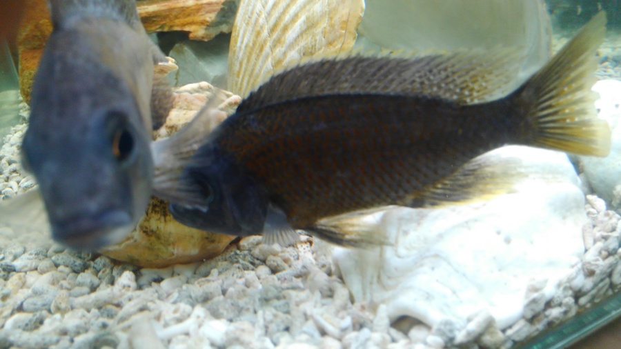 アフリカンシクリッド 水 大阪府 熱帯魚 観賞魚の里親募集 ペットのおうち 月間利用者150万人