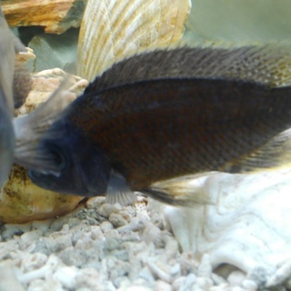 アフリカンシクリッド、水槽一式お譲り致します。