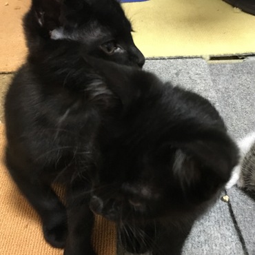 写真じゃ分からない2匹