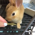 子兎 メス 飼い主募集