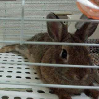 7/1まで：ネザーランドの元気な女の子です☆