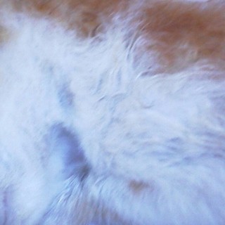 野良猫の生まれたての赤ちゃん親が連れていき