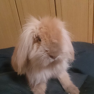 可愛いロップイヤーの飼い主さん募集してます‼