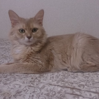 完全室内飼いのできる里親募集します。