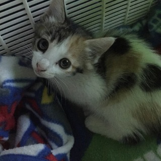 おかげさまで新しい家族が決まりました！