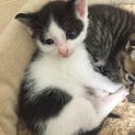 可愛い子猫ちゃんの里親になって下さい